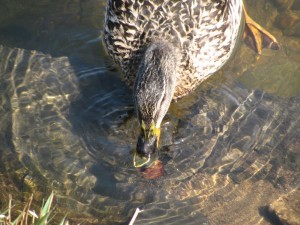 Verča,Monča,Kačka